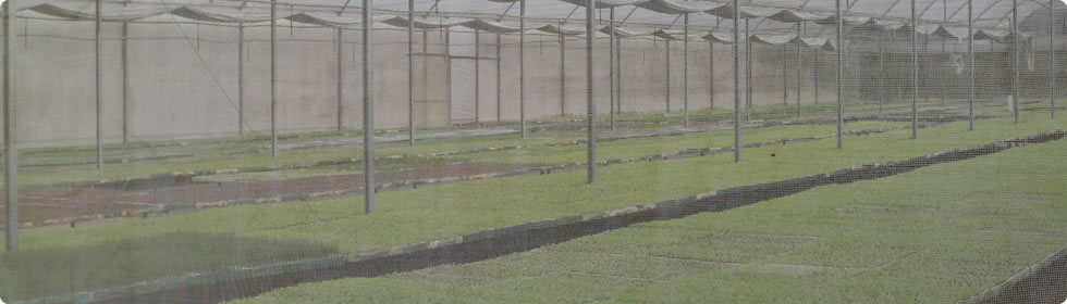 Viveiro Tomi - Mudas de Hortaliças