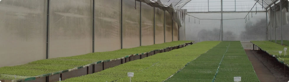 Viveiro Tomi - Mudas de Hortaliças