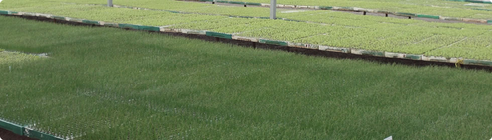 Viveiro Tomi - Mudas de Hortaliças