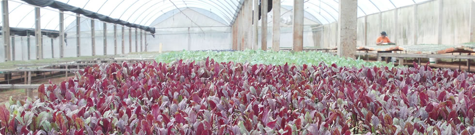 Viveiro Tomi - Mudas de Hortaliças