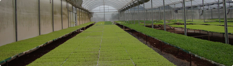 Viveiro Tomi - Mudas de Hortaliças